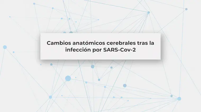 Cambios anatómicos cerebrales tras la infección por SARS-Cov-2